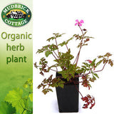 Herb Robert