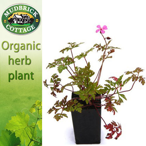Herb Robert