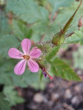 Herb Robert