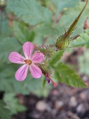 Herb Robert