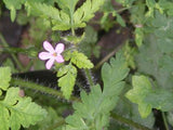 Herb Robert