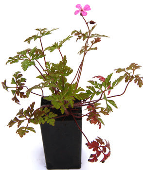 Herb Robert
