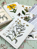 Herbs and Medicinal Plants Knowledge Cards
