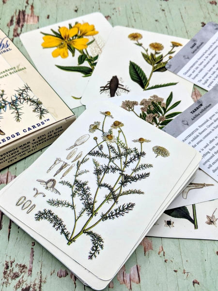 Herbs and Medicinal Plants Knowledge Cards