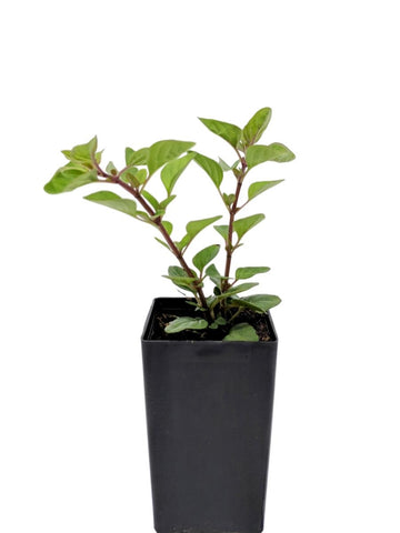 Oregano - Hopleys Oregano