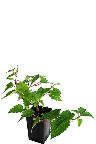 Hops