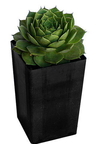 Houseleek