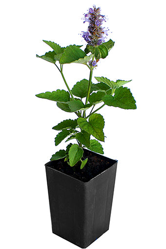 Hyssop - Anise Hyssop
