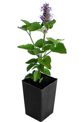 Hyssop - Anise Hyssop