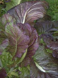 Cooks tour of the herb garden - Class - Friday 8th June