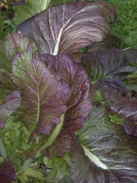 Cooks tour of the herb garden - Class - Friday 8th June