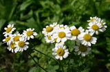 Herbs for Common Ailments - Class - Saturday 2nd May 2015