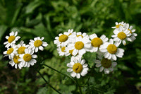 Herbs for Common Ailments - Class - Saturday 2nd May 2015