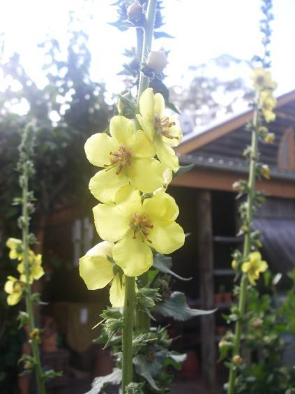 Herbal Tincture Making - Class - Sunday 12th June 2016