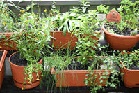 Growing and Propagating Herbs - Class - Saturday 21st March 2015