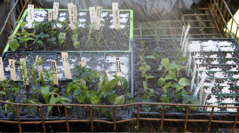 Growing and Propagating Herbs Class - Saturday 8th September 2018