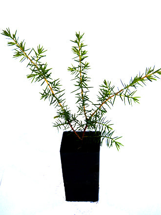 Juniper - Self Pollinating