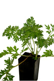 Wormwood