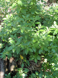 Withania/Indian Ginseng