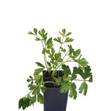 Parsley - Italian Parsley