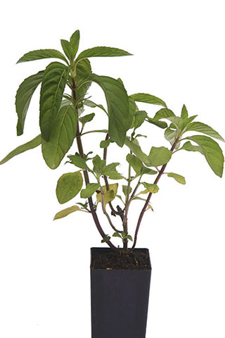 Mint - Japanese Menthol Mint