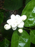 Jasmine Sambac