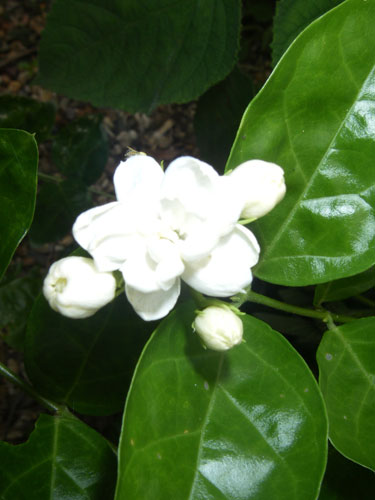 Jasmine Sambac