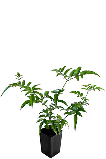 Jasmin
