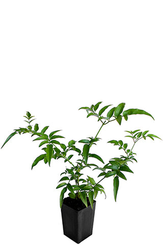 Jasmin