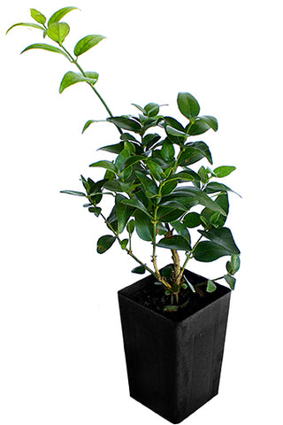 Jasminum multipartitum 'Starry Jasmin'