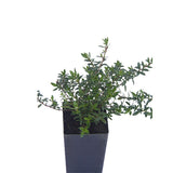 Thyme - Jekka's Thyme