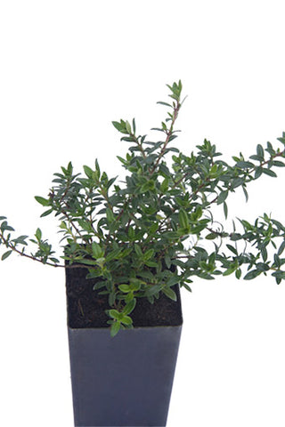 Thyme - Jekka's Thyme