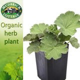 Lady's Mantle
