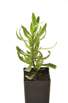 Lavender - Heterophylla Lavender