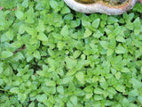 Lemon Balm