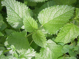 Lemon Balm