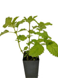 Lemon Balm
