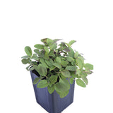 Bergamot - Lemon Bergamot