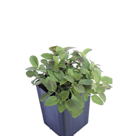 Bergamot - Lemon Bergamot