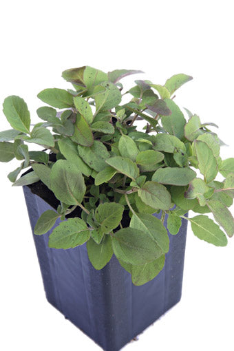 Bergamot - Lemon Bergamot