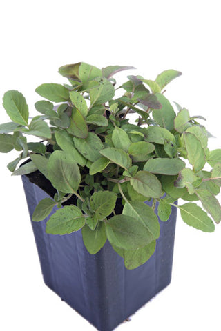 Bergamot - Lemon Bergamot
