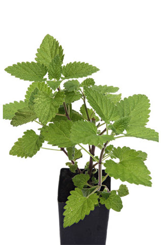 Catnip Lemon