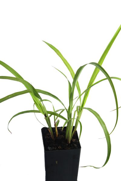 Lemon Grass