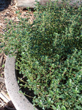 Thyme - Lemon Thyme