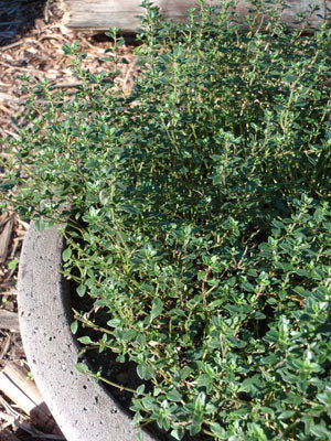Thyme - Lemon Thyme