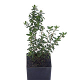 Thyme - Lemon Thyme