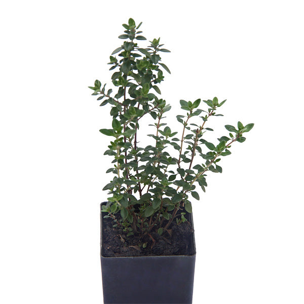 Thyme - Lemon Thyme