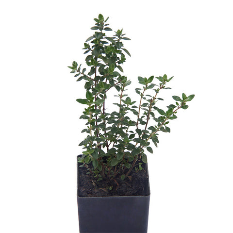 Thyme - Lemon Thyme