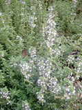 Thyme - Lemon Thyme