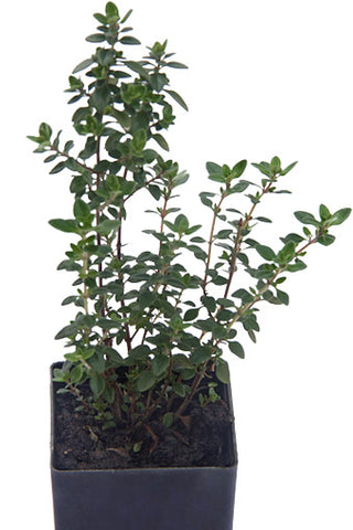 Thyme - Lemon Thyme